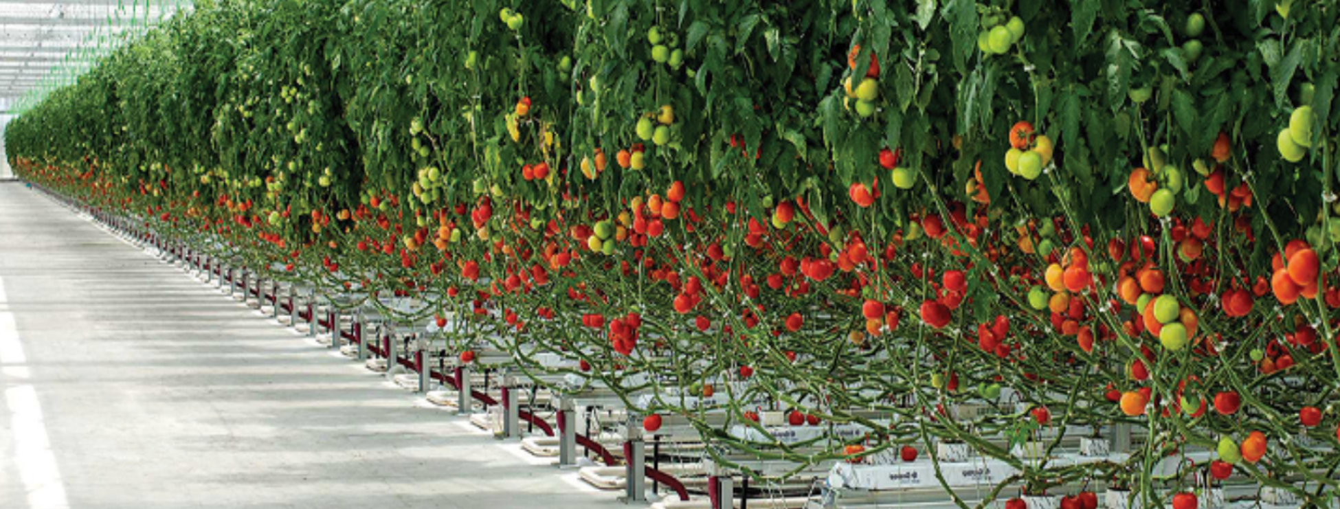 THRACE GREENHOUSES S.A.